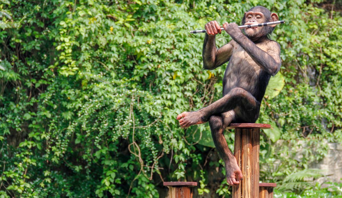 Wir Sind Affe Forscher Entdeckt Beweis Unserer Pelzigen Abstammung