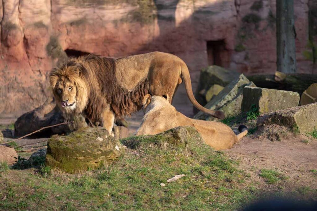 Löwen in einem Zoo, Stichwort Großwildjagd.
(c) AdobeStock