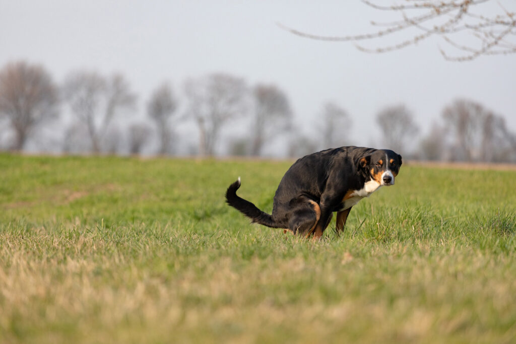 The black dog pooing on greensward, Appenzeller Mountain Dog, keyword Weihnachtsgeschenke.
(c) AdobeStock