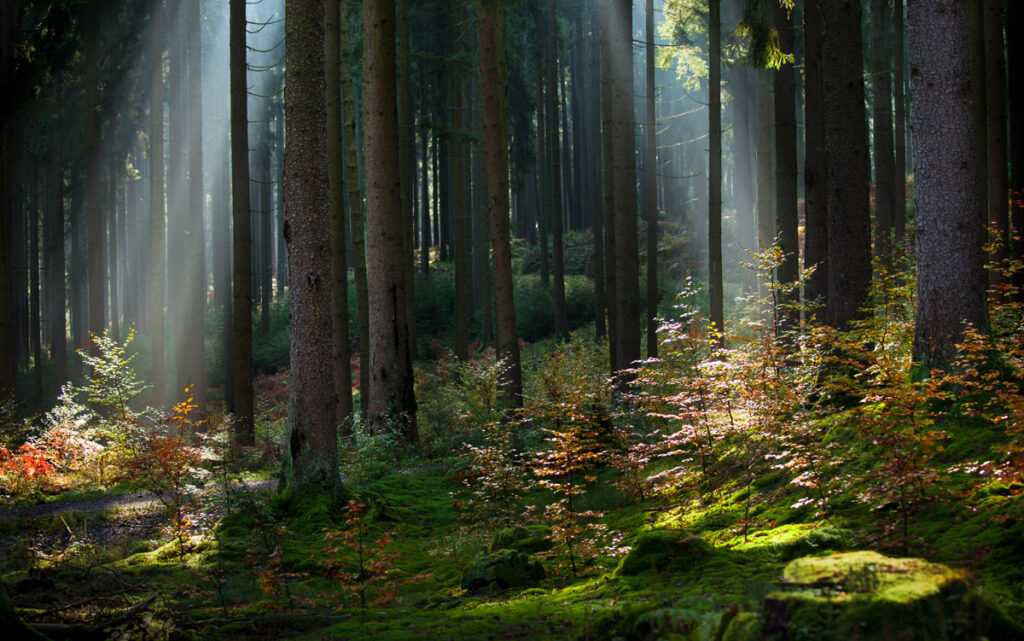 Lichtdurchfluteter Fichtenwald, Stichwort Lager.
(c) AdobeStock