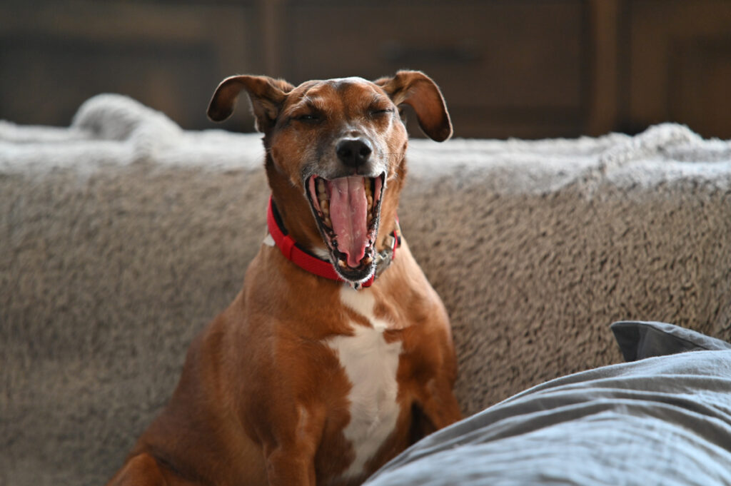 Ein gähnender Hund, Stichwort Hundebellen.
(c) Pixabay.com