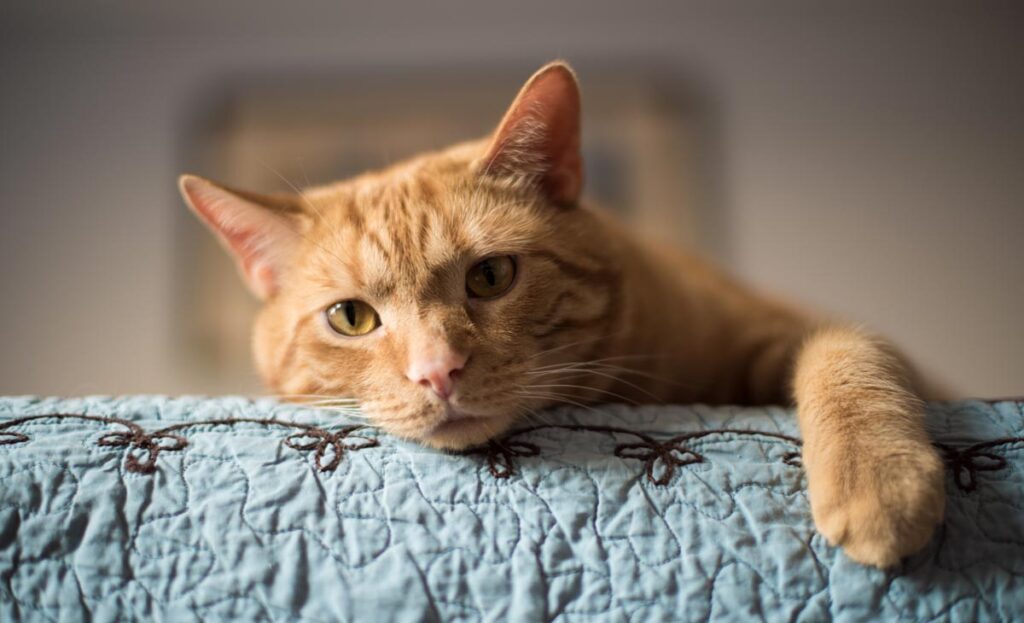 Eine Katze, die über den Rand eines Sofas schaut.
(c) AdobeStock