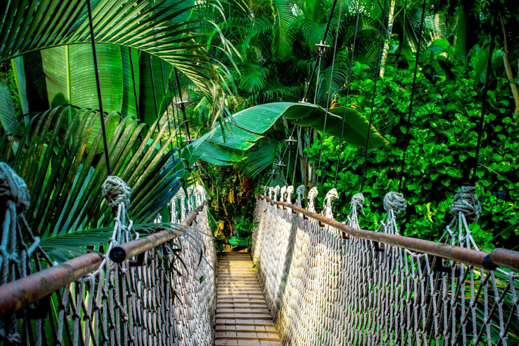 Hängebrücke im Regenwald. (c) Pixabay.com