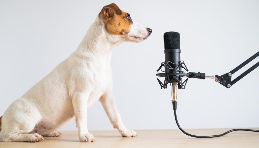 Ein Hund vor einem Podcast-Mikrofon.
(c) AdobeStock