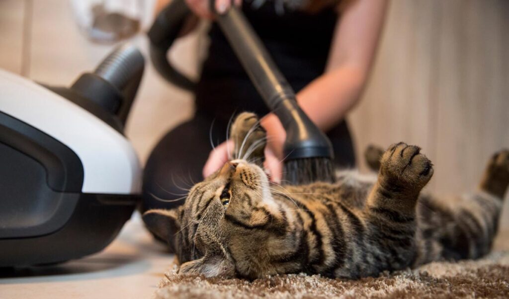 Eine Katze, die vom Aufsatz eines Staubsaugers gekrault wird, Stichwort Staubsaugen.
(c) AdobeStock