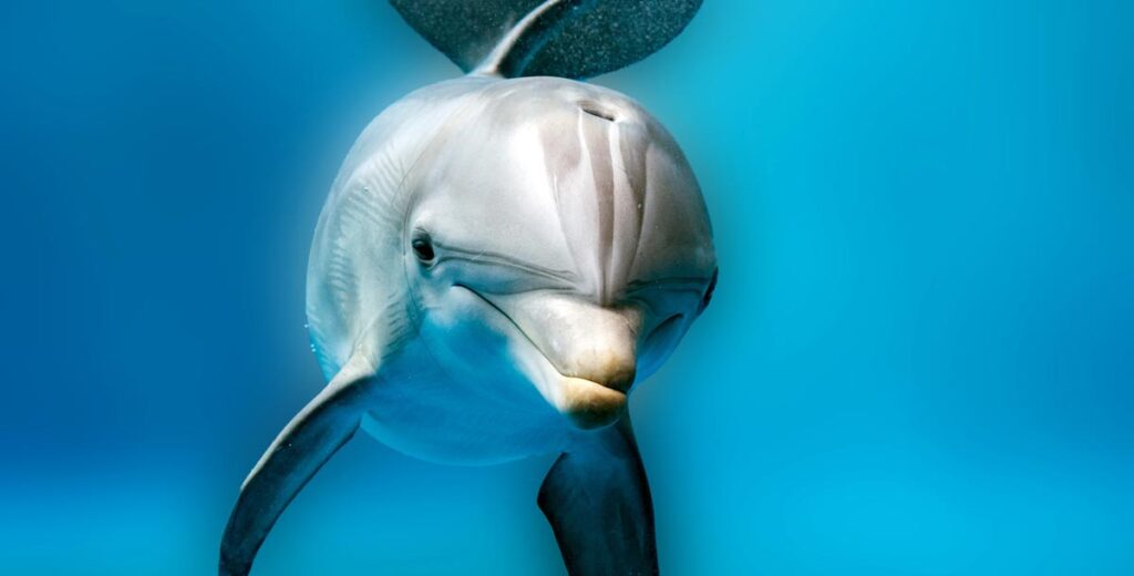 Ein Delphin, Stichwort Vance.
(c) AdobeStock