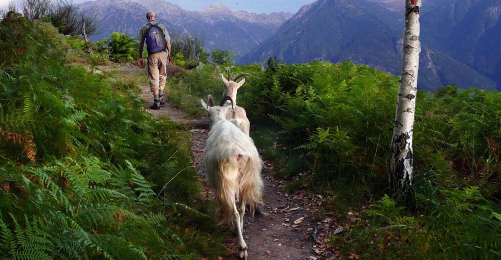 Ein Mann auf einem Wanderpfad gefolgt von zwei Ziegen.
(c) Pixabay.com