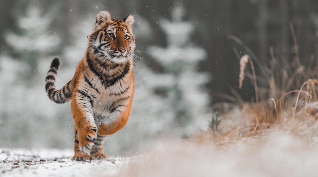 Ein laufender Sibirischer Tiger.
(c) AdobeStock