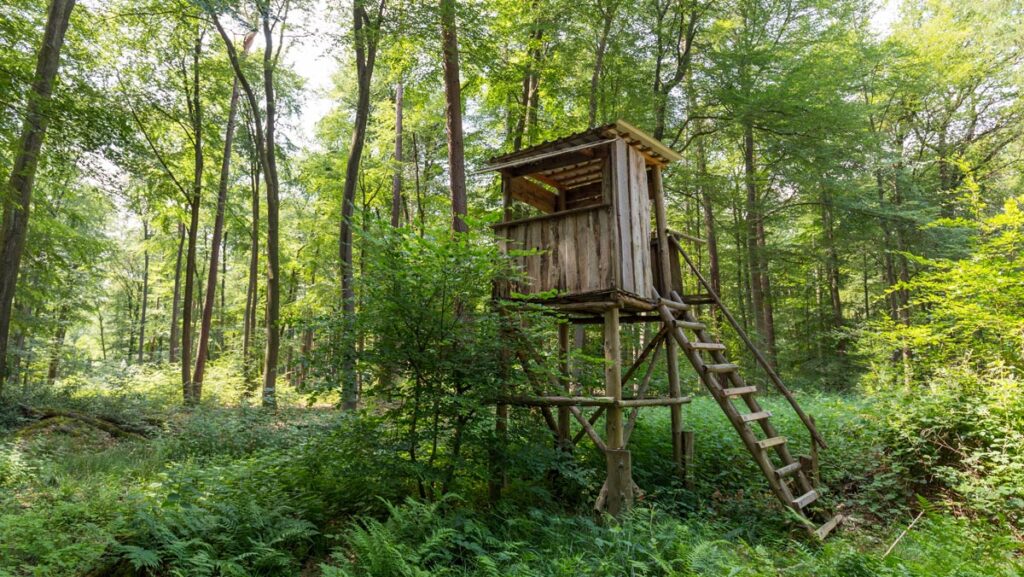 Ein Hochsitz im Wald, Stichwort Dornauer.
(c) AdobeStock